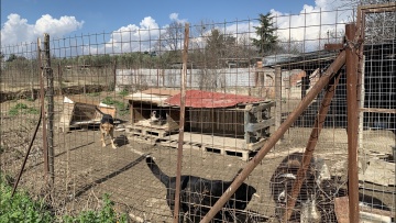 Θεσσαλονίκη: Χειροπέδες σε 52χρονη που φιλοξενούσε 94 σκυλιά υπό άθλιες συνθήκες υγιεινής