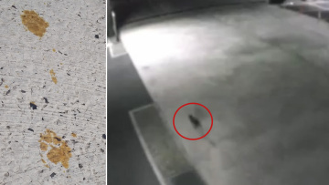 Ιαπωνία: Ανησυχία στη Φουκουγιάμα για γάτα που έπεσε μέσα σε δεξαμενή με τοξικά χημικά και αγνοείται