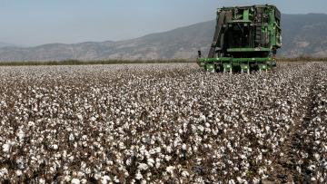 Παγκόσμια Ημέρα Βαμβακιού: Το 80% της ΕΕ παράγεται στην Ελλάδα, Ενίσχυση 31,7 ευρώ για μείωση του αποτυπώματος άνθρακα
