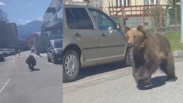 Σλοβακία: Νέο βίντεο με την αρκούδα που τραυμάτισε πέντε ανθρώπους - Βούτηξε στο νερό μετά την επίθεση