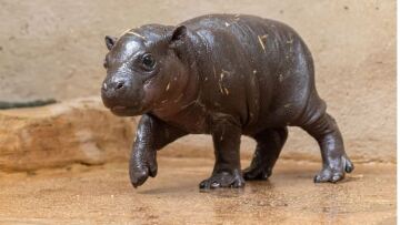 Αττικό Ζωολογικό Πάρκο: Γεννήθηκε σπάνιος πυγμαίος ιπποπόταμος