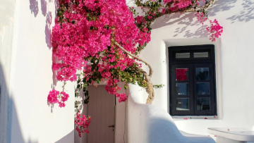 10 εξωτικά λουλούδια και φυτά για να φέρουν την άνοιξη στο μπαλκόνι μας