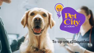 Τα ανεκτίμητα οφέλη της στείρωσης για την υγεία και την ευζωία του κατοικιδίου σας