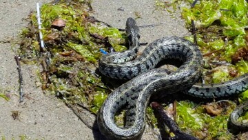 Φίδι σκόρπισε πανικό στις φυλακές Τρικάλων