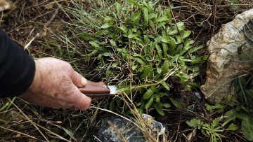 Μαζεύοντας άγρια χόρτα: Πλήρης οδηγός για να τα αναγνωρίσετε