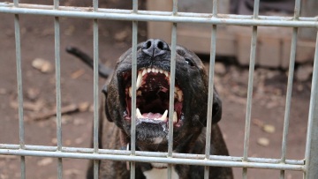 Θεσσαλονίκη: Ελεύθερος με περιοριστικούς όρους ο ιδιοκτήτης του πίτμπουλ για την επίθεση σε μαλτέζ και σε 55χρονη