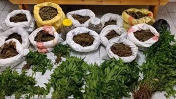 Χαλκιδική: Τρύγησε 11 κιλά κάνναβης από φυτεία με 305 χασισόδεντρα