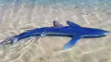 Καρχαρίας έκανε βόλτες στη μαρίνα της Γλυφάδας – Δείτε βίντεο