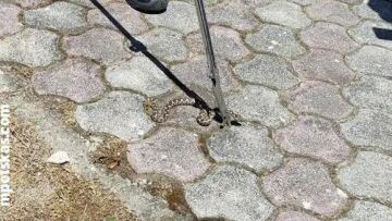 Βρήκε οχιά στην αποθήκη του σπιτιού της στην Καστοριά