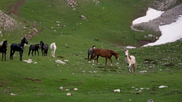 Καρδίτσα: Μυστήριο με την εξαφάνιση δεκάδων αλόγων από το Πετρίλο