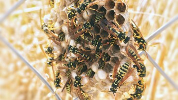 Οι ομοιότητες και οι διαφορές ανάμεσα στις μέλισσες και τις σφήκες