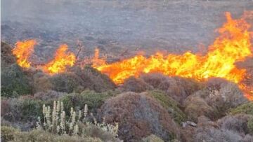 Φωτιά σε δασική έκταση στην Αμοργό - Επιχειρούν και εναέρια μέσα