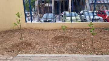 Φύτεψε 150 δένδρα σε σχολεία ο Δήμος Πειραιά 