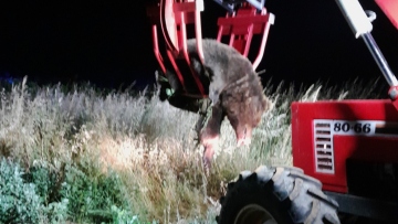 Καστοριά: Τροχαίο ατύχημα με θύμα μια αρκούδα 300 κιλών - Δείτε φωτογραφίες