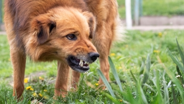 Σκύλος επιτέθηκε και τραυμάτισε στο κεφάλι 7χρονο σε περιοχή των Σερρών