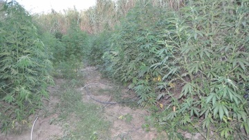 Ηλεία: Φυτεία με 500 γιγάντια χασισόδεντρα, ηρωίνη και κοκαΐνη - Οι δράστες θα έβαζαν στην τσέπη 450.000 ευρώ