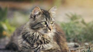 Θεσσαλονίκη: Νέα κτηνωδία, βρέθηκε και τρίτη γάτα ακρωτηριασμένη