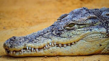 Αυστραλία: Δασοφύλακες σκότωσαν τον κροκόδειλο που κατασπάραξε 12χρονο κορίτσι