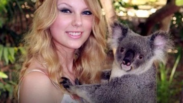 Απαγορεύτηκαν οι αγκαλιές με τα κοάλα σε γνωστό καταφύγιο στην Αυστραλία