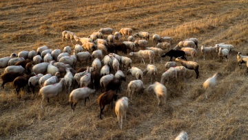 Θεσσαλία: Έρχεται το rapid test για την πανώλη αιγοπροβάτων από την Περιφέρεια