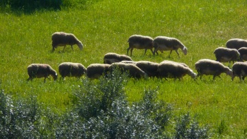 Πανώλη στα αιγοπρόβατα: 22 τα κρούσματα σε Θεσσαλία, Κόρινθο και Αττική - Έχουν θανατωθεί πάνω από 10.000 ζώα