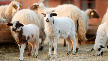Πανώλη αιγοπροβάτων: Οι στοχευμένοι έλεγχοι «κλειδί» για τον έλεγχο της νόσου - Αγωνία για την εξάπλωση σε Αττική και δυτική Πελοπόννησο