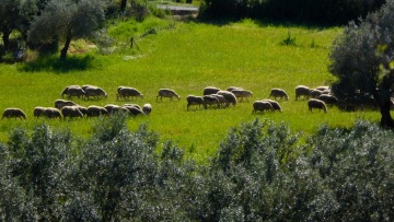 Πανώλη αιγοπροβάτων: 35 τα κρούσματα, 13.000 ζώα έχουν θανατωθεί - Τα μέτρα που ανακοινώθηκαν