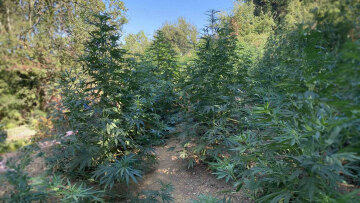 Κρήτη: Κατασχέθηκαν 1.321 δενδρύλλια και 1.180 γραμμάρια κάνναβης στα Χανιά