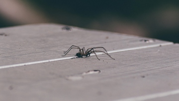 Ηλεία: Πέθανε ο 48χρονος που είχε δεχτεί τσίμπημα από αράχνη