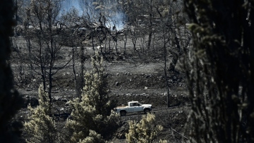 Αρνητική η έκθεση του Ελεγκτικού Συνεδρίου για τις αναδασώσεις: Διαχρονικά πραγματοποιούνται λιγότερες από τις προγραμματισμένες