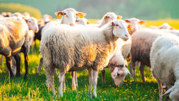 Πανώλη των αιγοπροβάτων: Κανονικά από Δευτέρα η μετακίνηση ζώων για σφαγή στις περιφέρειες που δεν έχουν πληγεί