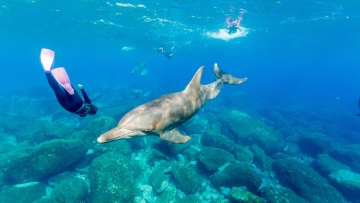 Προβληματισμός στις ΗΠΑ: Ανιχνεύτηκε φαιντανύλη σε δεκάδες δελφίνια στον κόλπο του Μεξικού