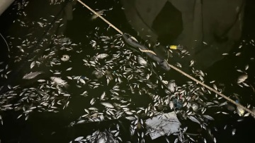 Αλιείς με καΐκια θα μαζεύουν τα νεκρά ψάρια από τον Παγασητικό - Το έκτακτο σχέδιο και οι αποφάσεις