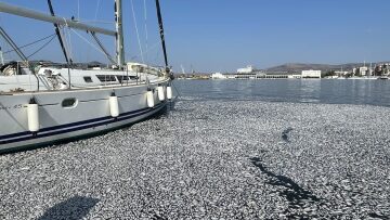 Βόλος: Με ειδικό πλοίο η περισυλλογή των νεκρών ψαριών στον Παγασητικό