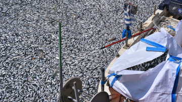 Θεσσαλία: Περιβαλλοντική καταστροφή, λέει καθηγητής του ΑΠΘ για τον Παγασητικό - «Καλύτερα να αποτεφρωθούν τα ψάρια»