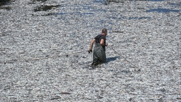 Νεκρά ψάρια στον Παγασητικό: Fake news ο ισχυρισμός ότι προσελκύονται καρχαρίες, λέει η περιβαλλοντική οργάνωση iSea