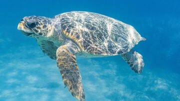 Όσα χρειάζεται να ξέρετε για τη θαλάσσια χελώνα Caretta caretta