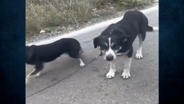 Λευκάδα: Ιερέας αλυσόδεσε δύο σκυλιά και τα έσερνε στο βανάκι του - Βίντεο