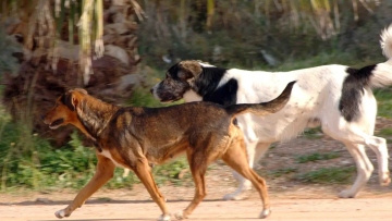 Στη ΜΕΘ τουρίστρια που δέχτηκε επίθεση από αγέλη σκύλων στην Πιερία, συνελήφθη αντιδήμαρχος