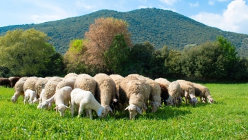 Μπορεί να μειωθεί η εξάπλωση της ευλογιάς σε ένα δεκαήμερο; 