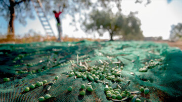 Μεσσηνία: Ιδιοκτήτης ελαιοτριβείου κοιμάται μέσα για να μην τον κλέψουν