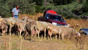 Ευλογιά των προβάτων: Δεκαήμερο κλείσιμο των σφαγείων σε όλη τη χώρα