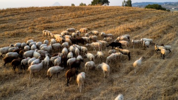 Ξαναχτυπά η ευλογιά κοπάδια με ζώα σε Λάρισα και Μαγνησία