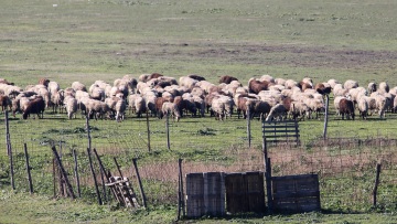 Ευλογιά των αιγοπροβάτων: Πέντε μέτρα προτείνουν οι ειδικοί για να ανοίξουν με ασφάλεια τα σφαγεία