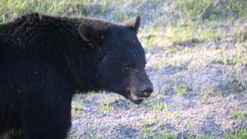Συναγερμός στο Φρακτό Δράμας για επίθεση αρκούδας σε ορειβάτες - Πληροφορίες για έναν τραυματία, σηκώθηκε και ελικόπτερο