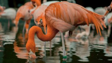 Τα είδη φλαμίνγκο – Ποιο συναντάμε περισσότερο στην Ελλάδα