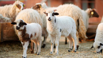 Κοζάνη: Εντοπίστηκε κρούσμα ευλογιάς των προβάτων σε κτηνοτροφική μονάδα