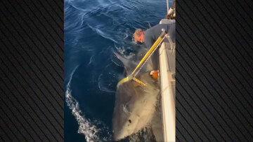 Ο μεγαλύτερος λευκός καρχαρίας που έχει καταγραφεί ποτέ στον Ατλαντικό εντοπίστηκε στις ακτές της Βόρειας Καρολίνας
