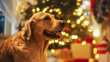 Τα χριστουγεννιάτικα τραγούδια που «μισεί» ο σκύλος: Ποια να προτιμήσετε
