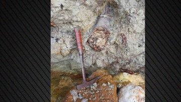 Εντυπωσιακή ανακάλυψη στον Λαγκαδά: Εντοπίστηκε απολιθωμένος χαυλιόδοντας από Μαμούθ του Νότου στα Νέα Καλίνδοια 